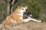 AKITA INU 076